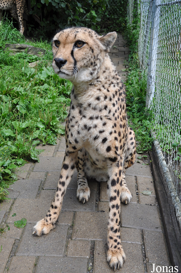 Acinonyx jubatus jubatus