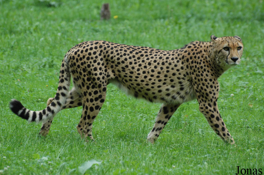 Acinonyx jubatus jubatus