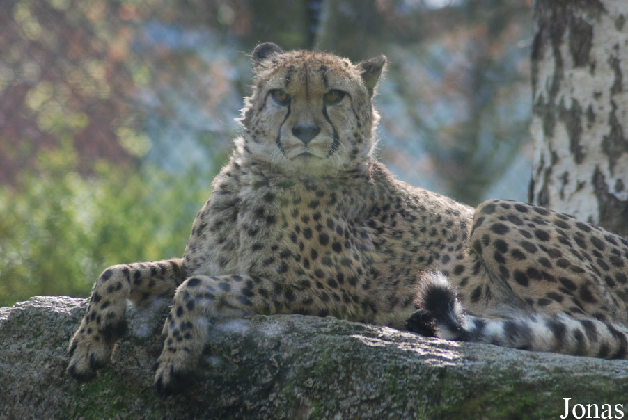 Acinonyx jubatus jubatus