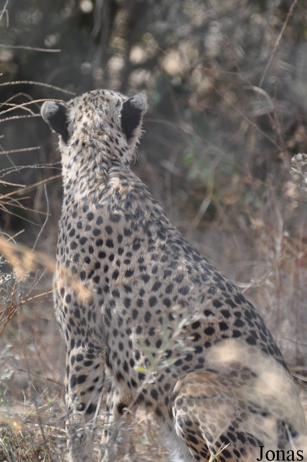 Acinonyx jubatus soemmeringii