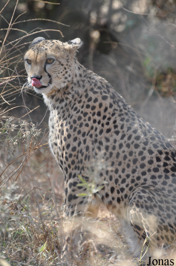 Acinonyx jubatus soemmeringii
