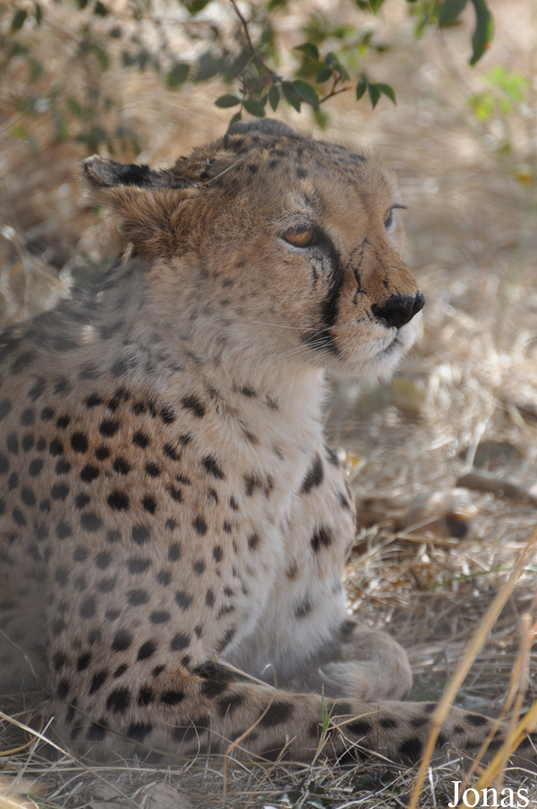 Acinonyx jubatus soemmeringii
