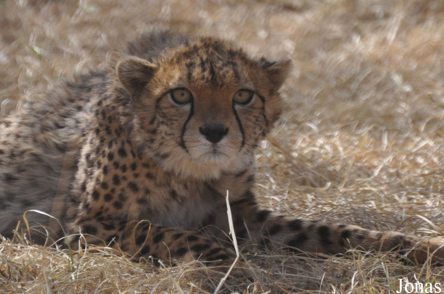 Acinonyx jubatus soemmeringii