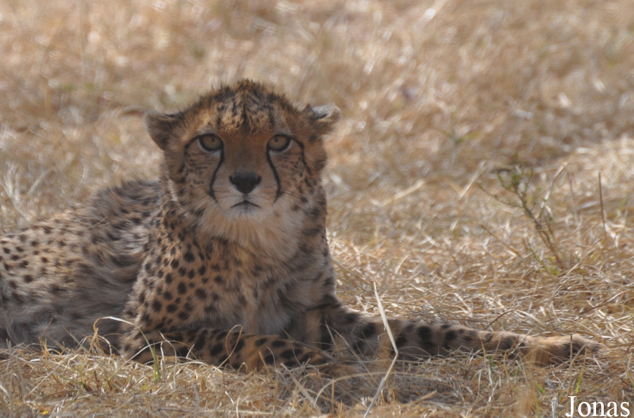 Acinonyx jubatus soemmeringii