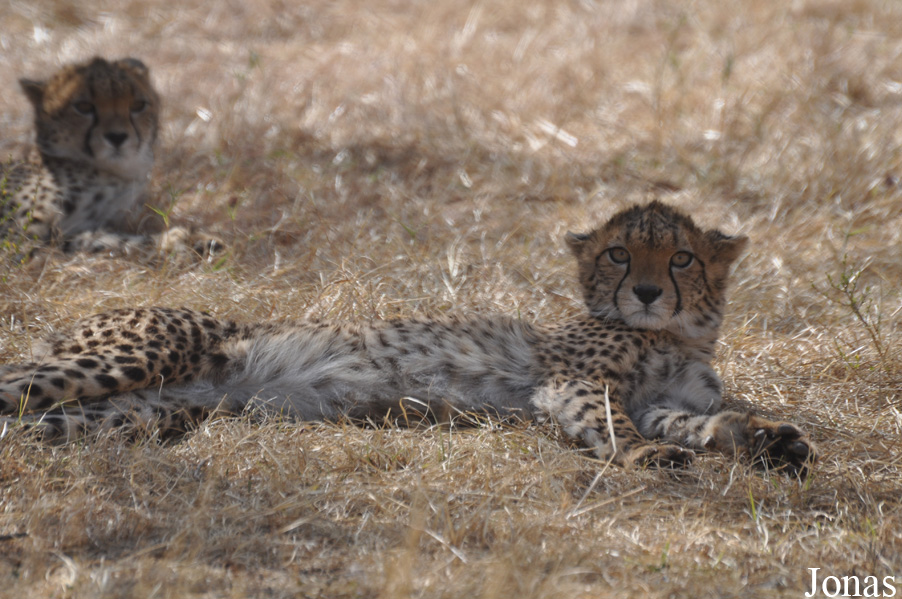 Acinonyx jubatus soemmeringii