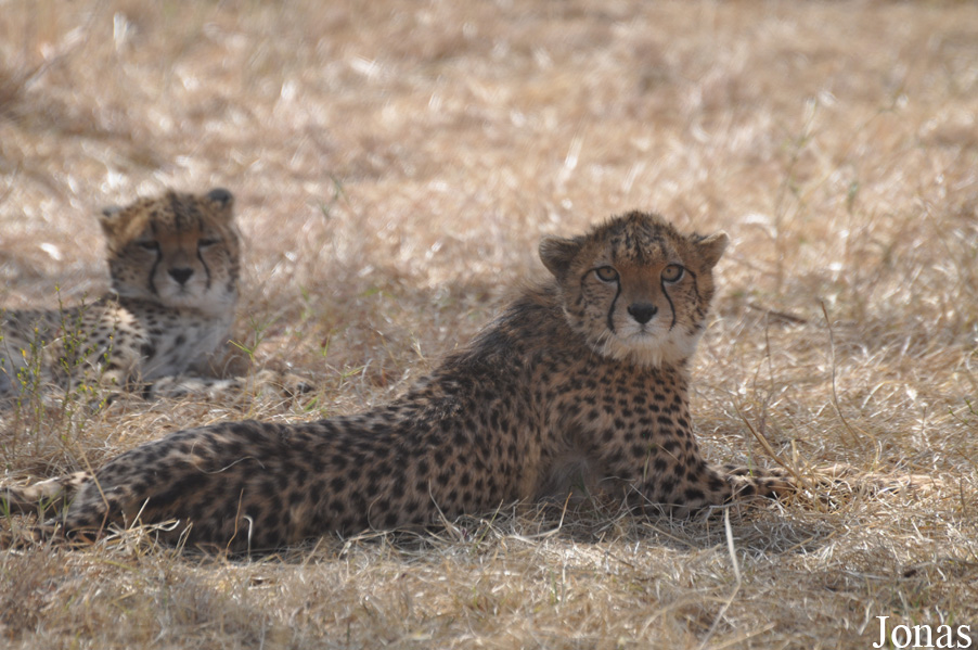 Acinonyx jubatus soemmeringii
