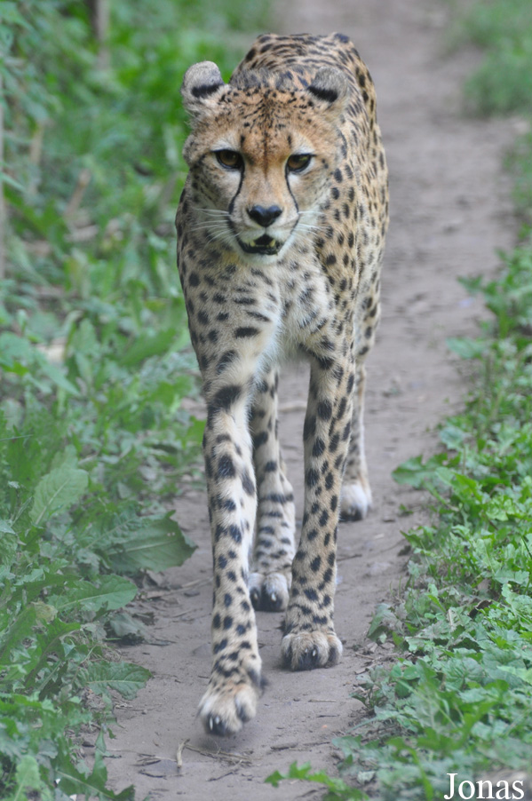 Acinonyx jubatus soemmeringii