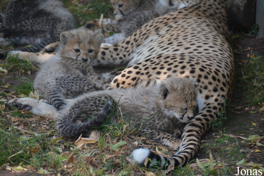 Acinonyx jubatus soemmeringii