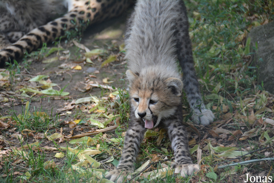 Acinonyx jubatus soemmeringii