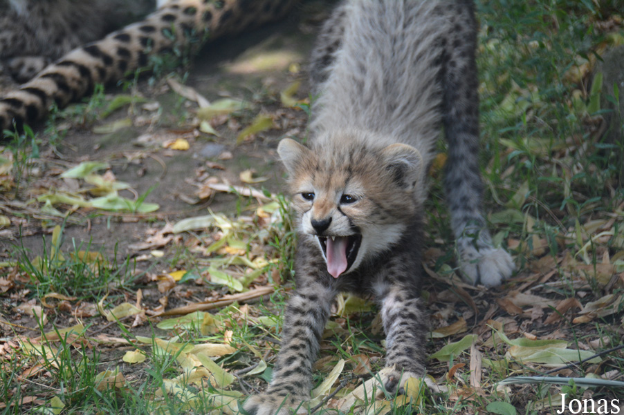 Acinonyx jubatus soemmeringii