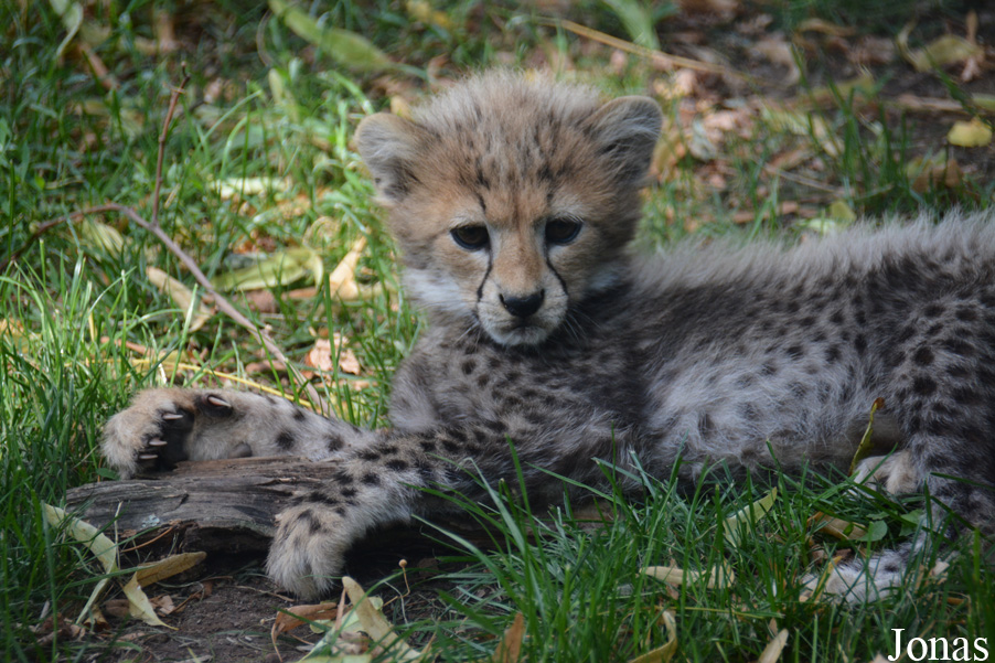 Acinonyx jubatus soemmeringii