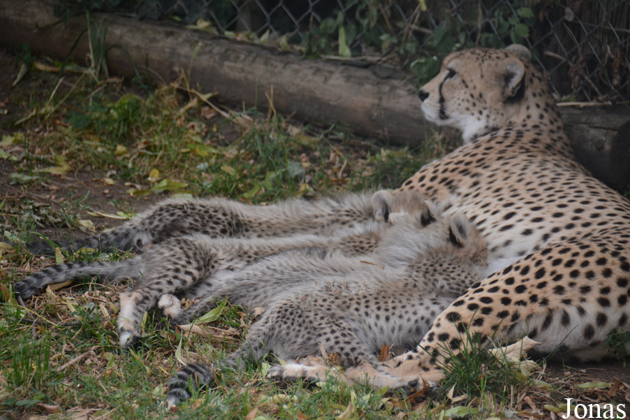 Acinonyx jubatus soemmeringii