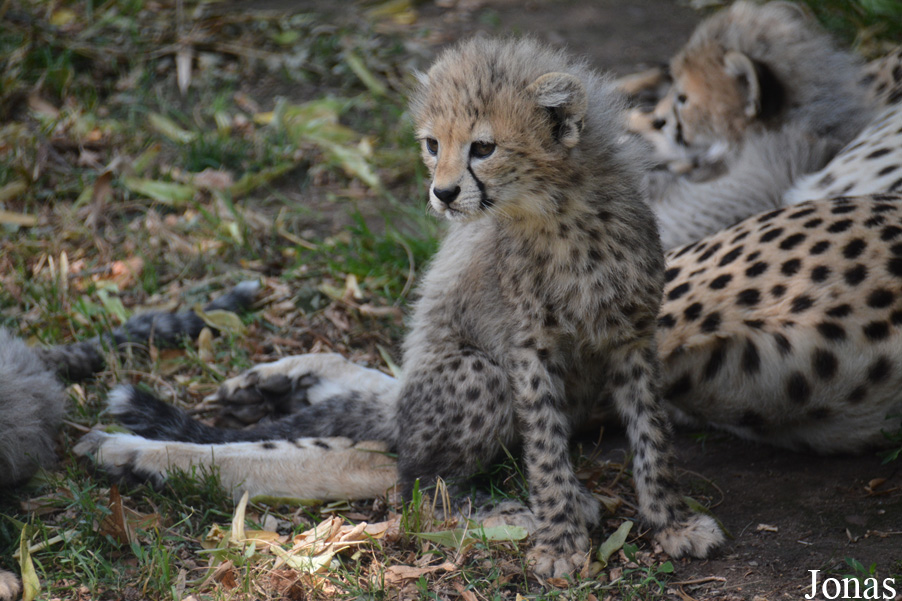 Acinonyx jubatus soemmeringii