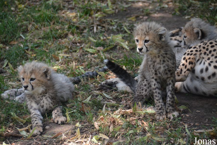 Acinonyx jubatus soemmeringii