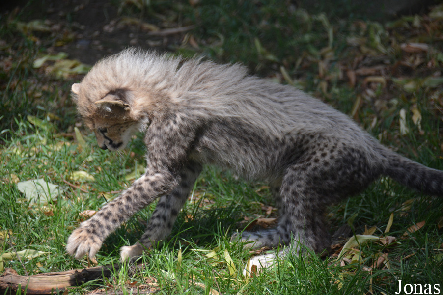 Acinonyx jubatus soemmeringii