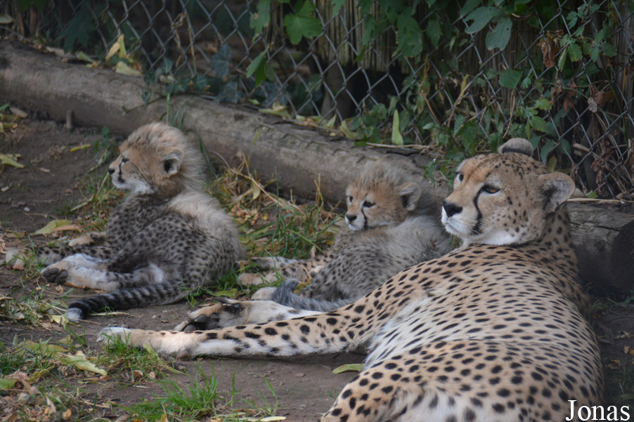 Acinonyx jubatus soemmeringii