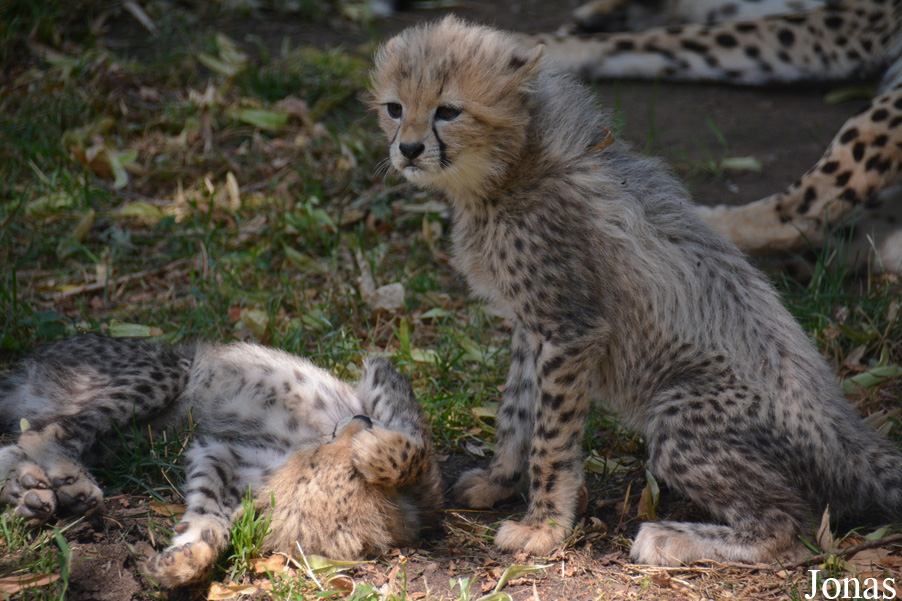 Acinonyx jubatus soemmeringii