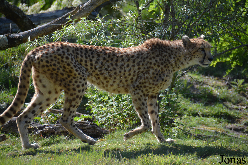 Acinonyx jubatus soemmeringii