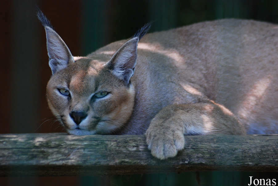 Caracal caracal