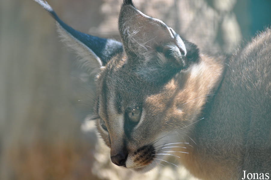 Caracal caracal