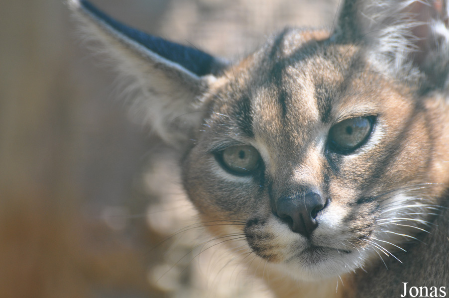 Caracal caracal