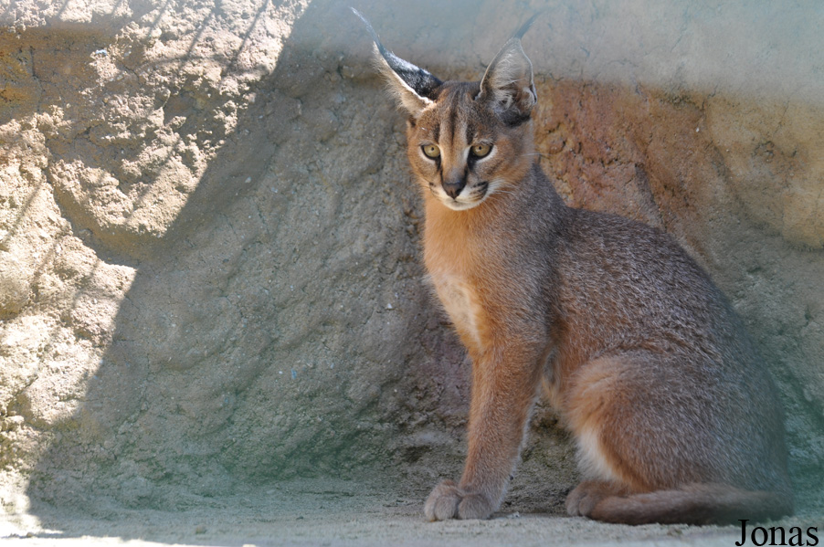 Caracal caracal