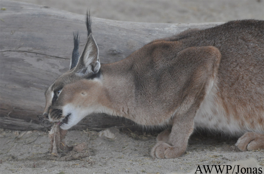 Caracal caracal caracal