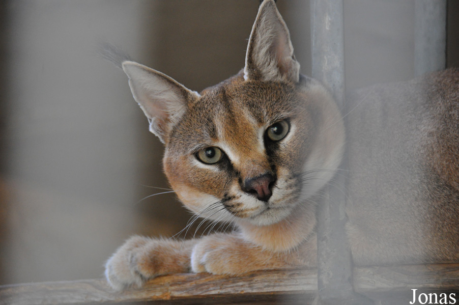 Caracal caracal caracal