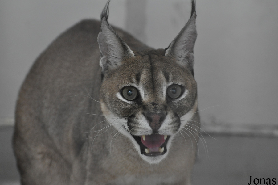 Caracal caracal schmitzi