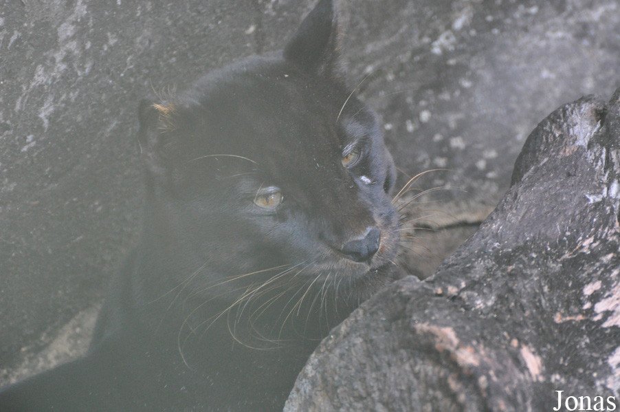 Catopuma temminckii temminckii
