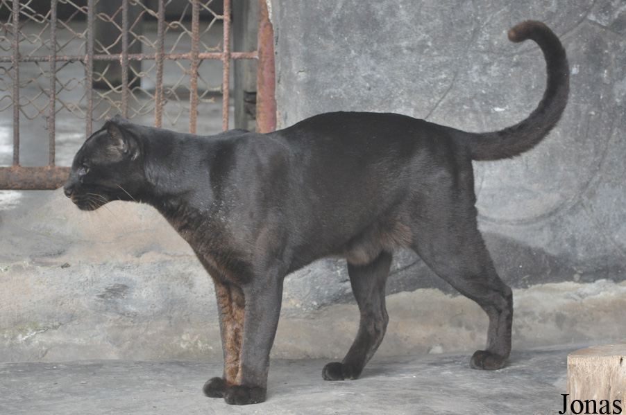 Catopuma temminckii temminckii