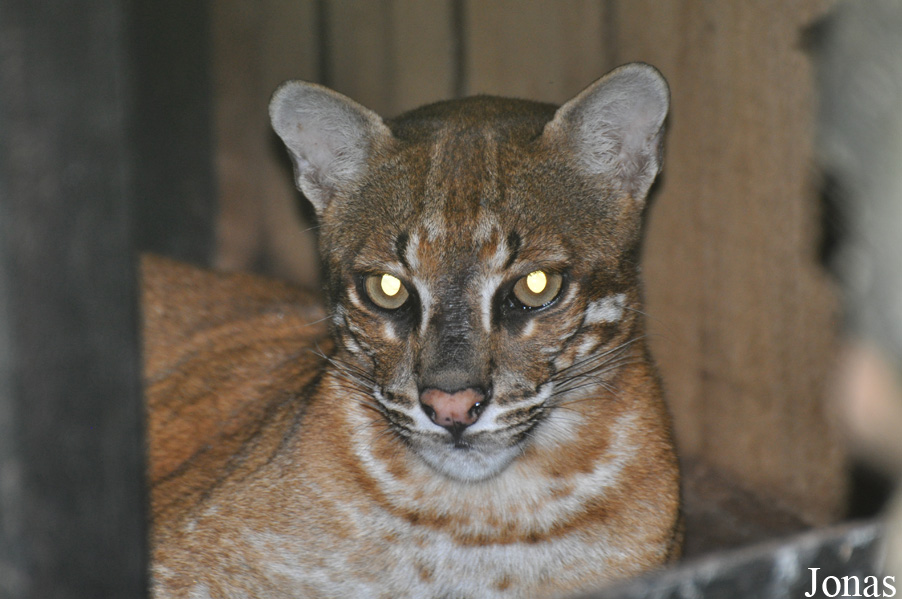 Catopuma temminckii temminckii