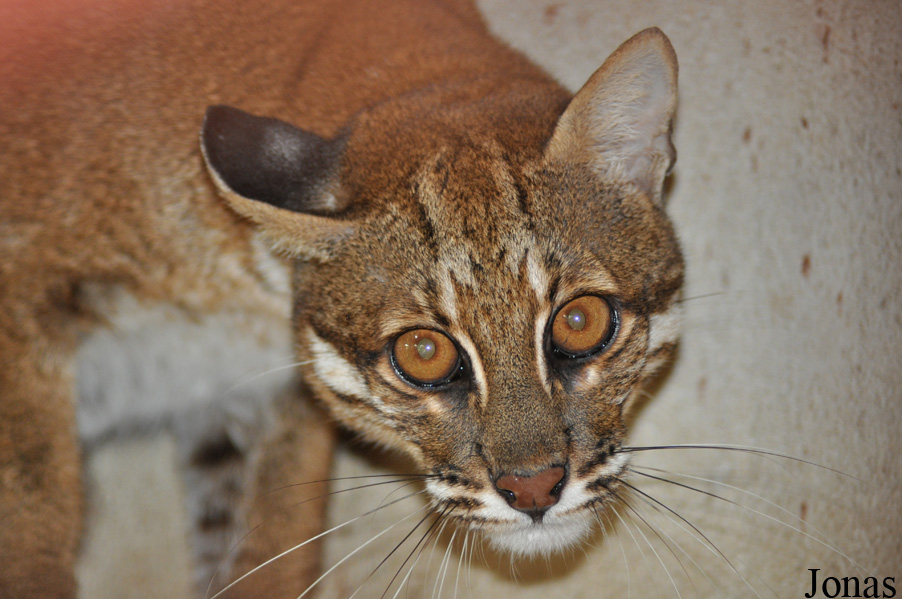 Catopuma temminckii temminckii