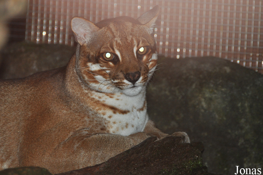 Catopuma temminckii temminckii