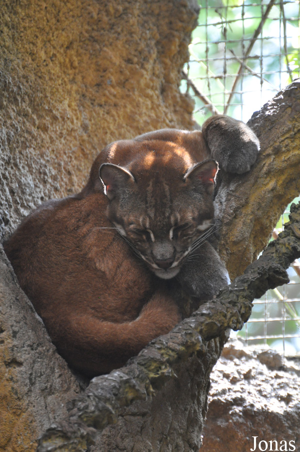 Catopuma temminckii temminckii