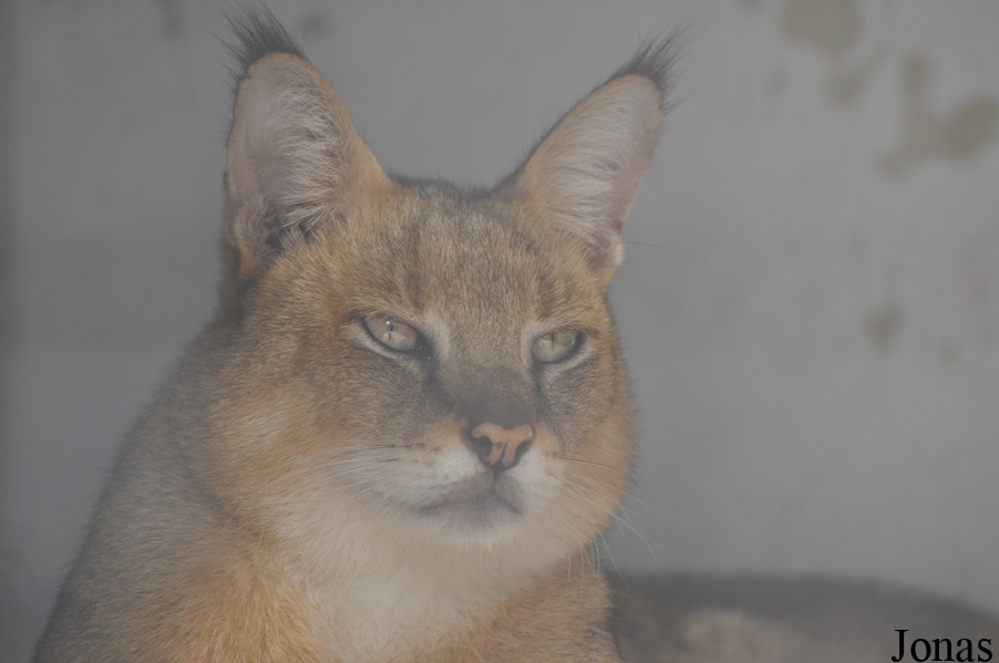 Felis chaus