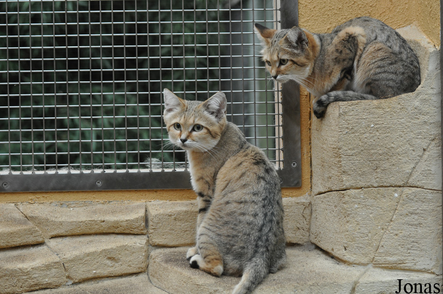 Felis margarita harrisoni