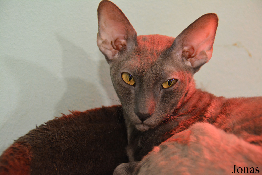 Felis silvestris catus