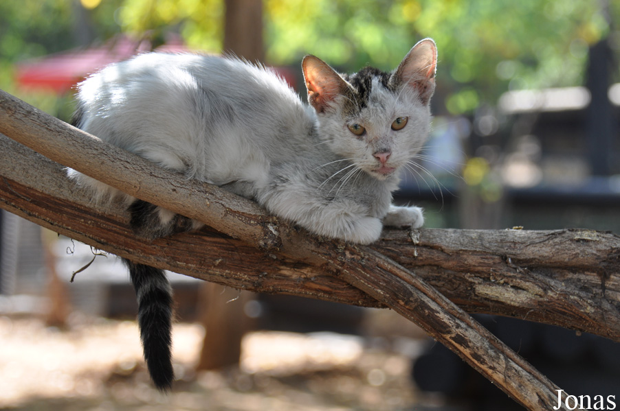 Felis silvestris catus