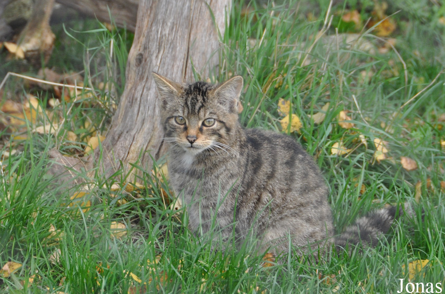 Felis silvestris grampia