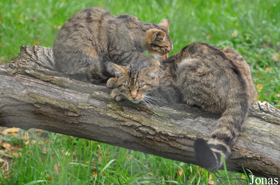 Felis silvestris grampia