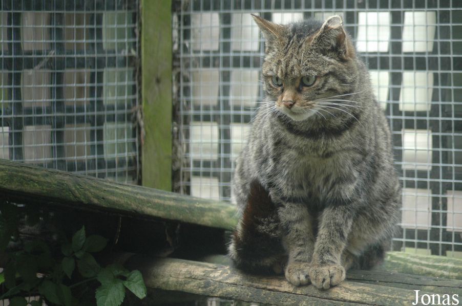 Felis silvestris grampia