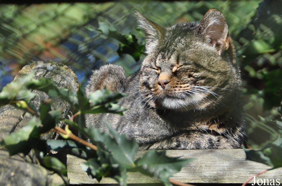 Felis silvestris libyca