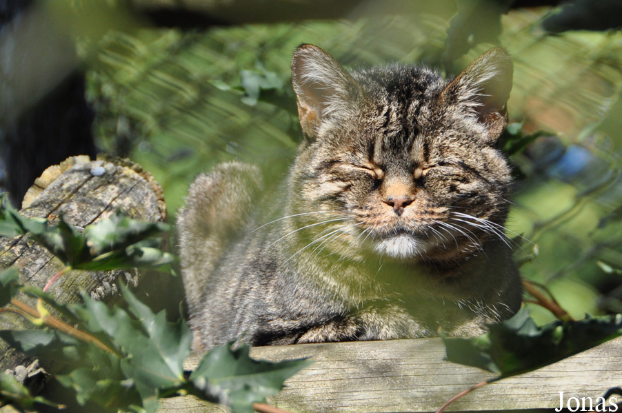 Felis silvestris libyca