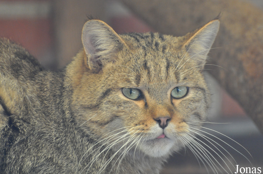 Felis silvestris silvestris