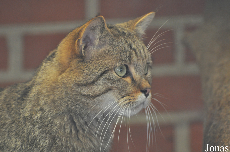 Felis silvestris silvestris