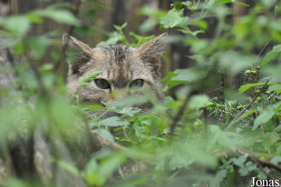Felis silvestris silvestris