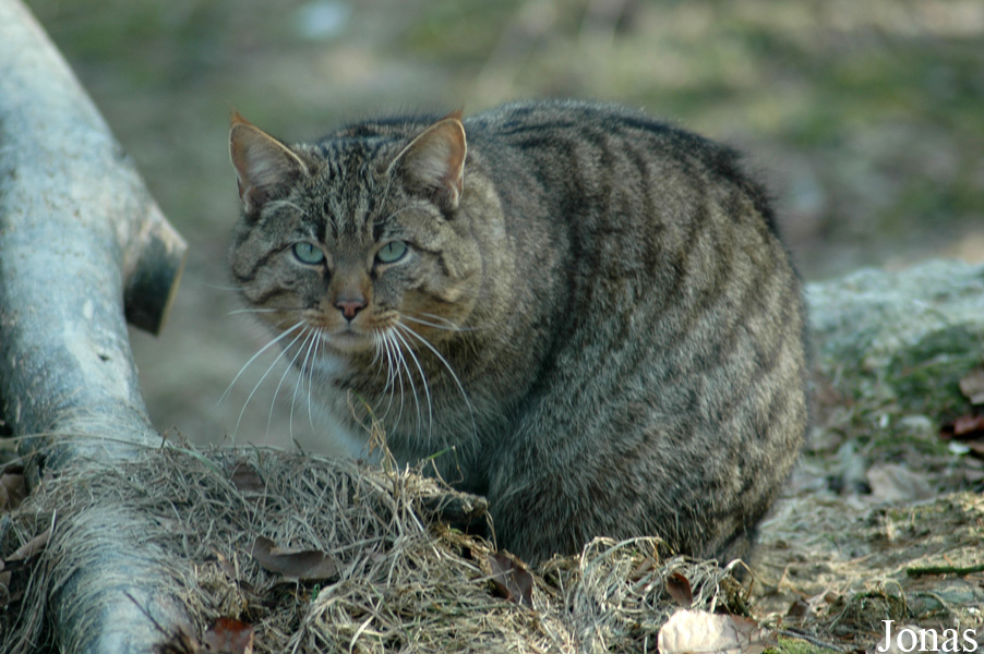 Felis silvestris silvestris