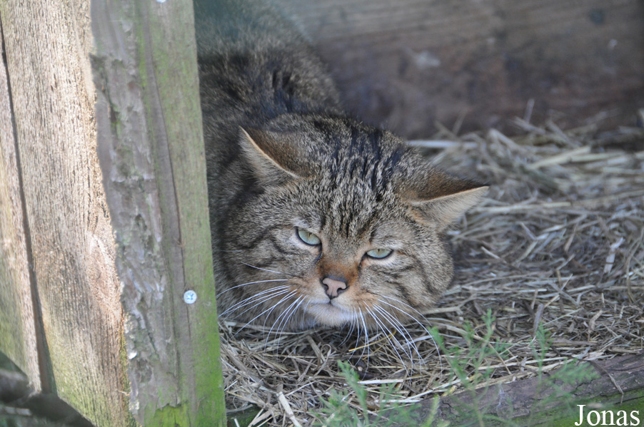 Felis silvestris silvestris