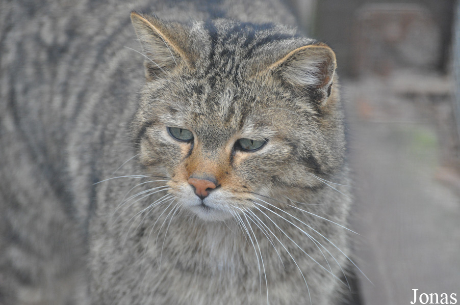 Felis silvestris silvestris